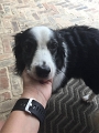 Kids_DogsChillinOutBack-2017 (18)